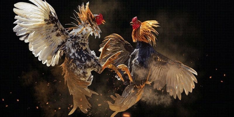 Bí quyết chiến thắng đá gà Kuwin